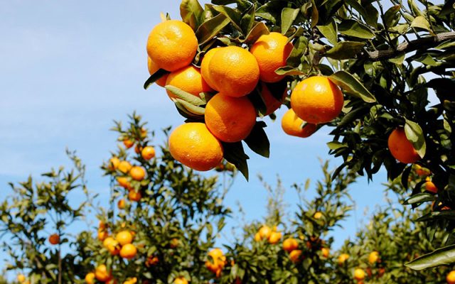 jeju island orange