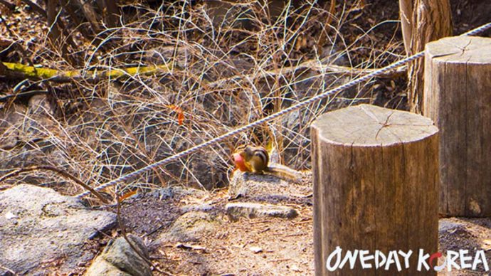 bukhansan mountain squirrel