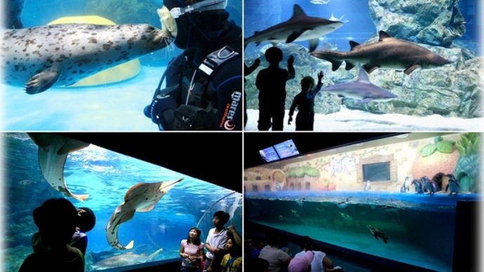 things to see in seoul coex aquarium