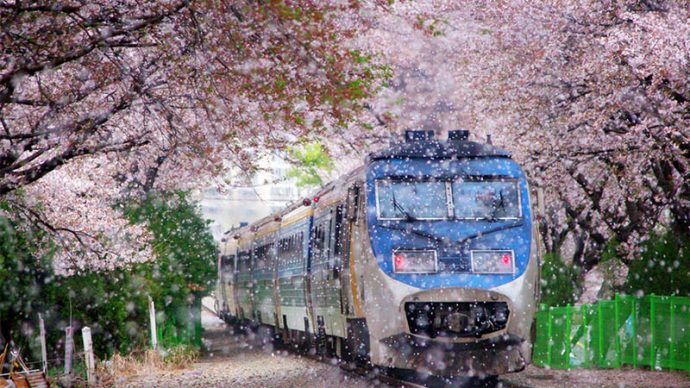 10 Most Beautiful Places in Korea Jinhae Cherry Blossom