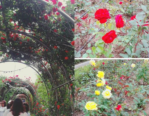 seoul rose festival 2018