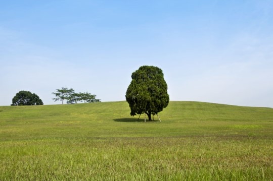 Olympic Park Alone Tree