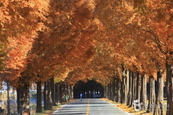 Damyang Metasequoia-lined Road