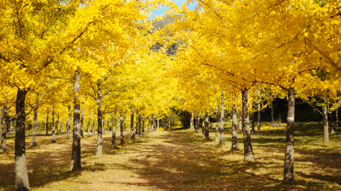 Hongcheon Ginkgo Forest