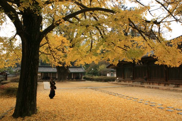 Jeonju Hyanggyo Confucian School 