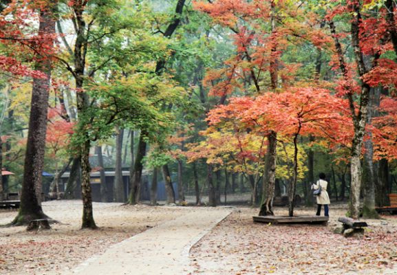 Korea National Arboretum