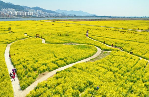 Busan (Daejeo Ecological Park) Canola Flower