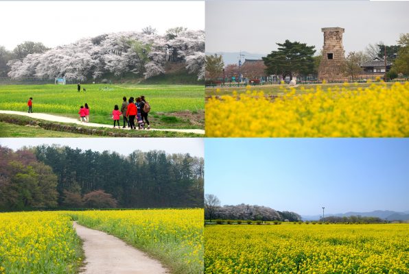 Gyeongju Canola Flower