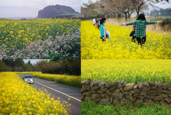 Canola Flower in Korea