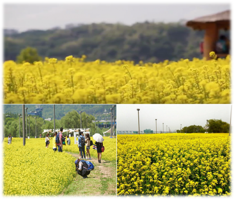 Canola Flowers in Korea