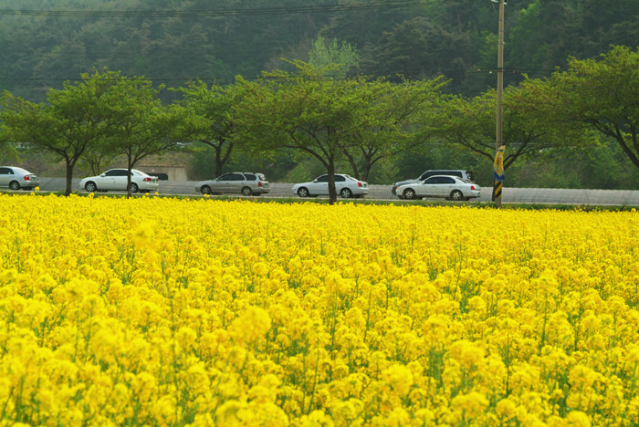 Where To See Canola Flowers In Korea L Onedaykorea