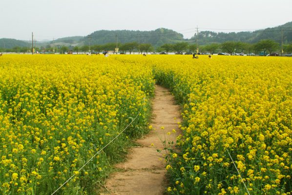 Samcheok Canola Flower