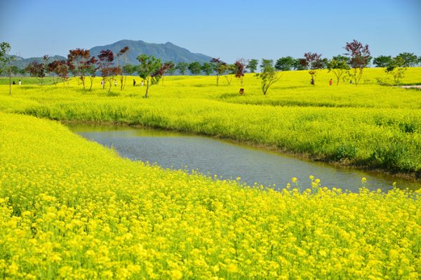 Suncheon Canola Flower