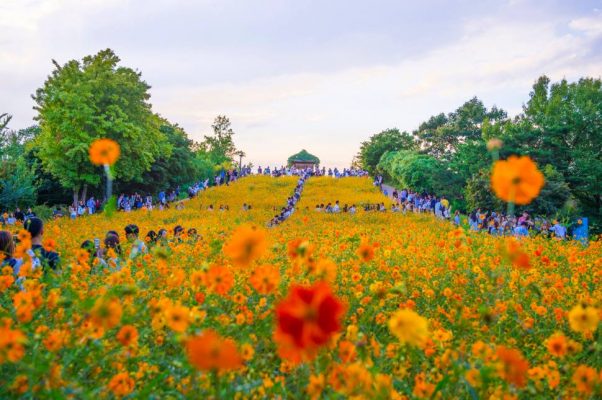 奧林匹克公園的波斯菊