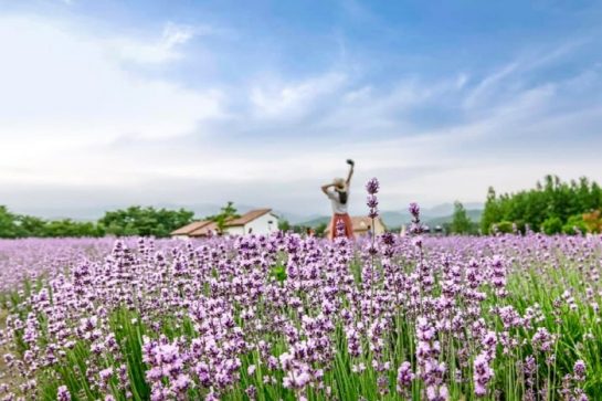 purple Island in Korea
