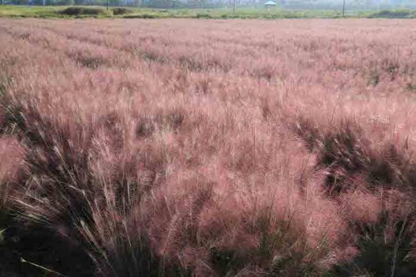 Yangju Nari Park Pink Muhly Grass